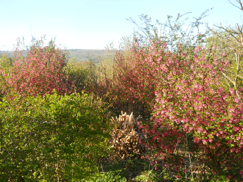 Blackthorn Blossom in Ireland ~ Permaculture Notes