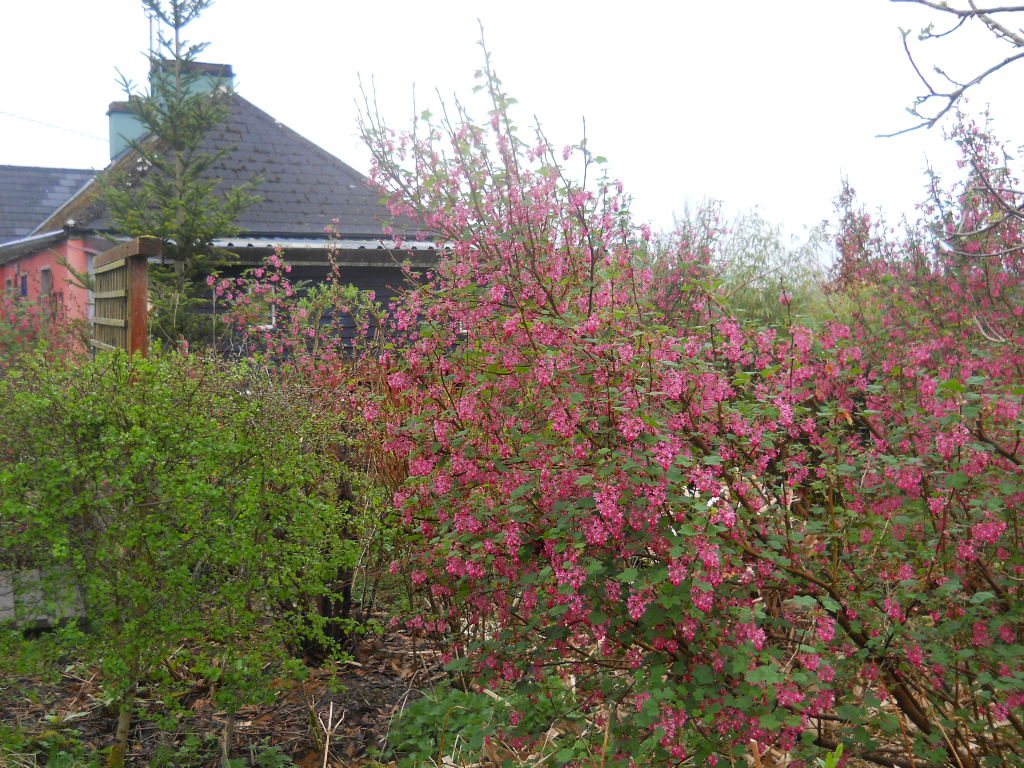 Misty Morning, Hot Coffee…just Permaculture in Ireland