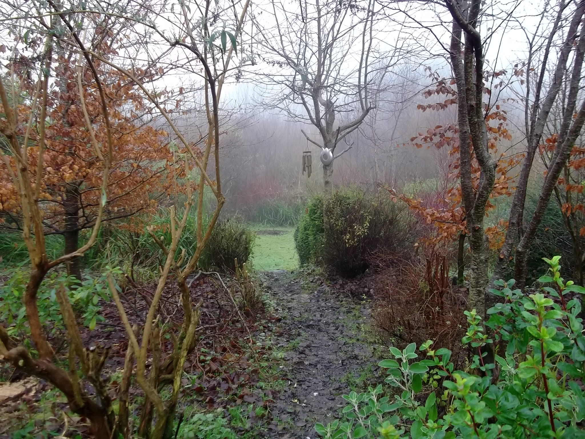 Mist and trees in the permaculture gardens at Bealtaine Cottage