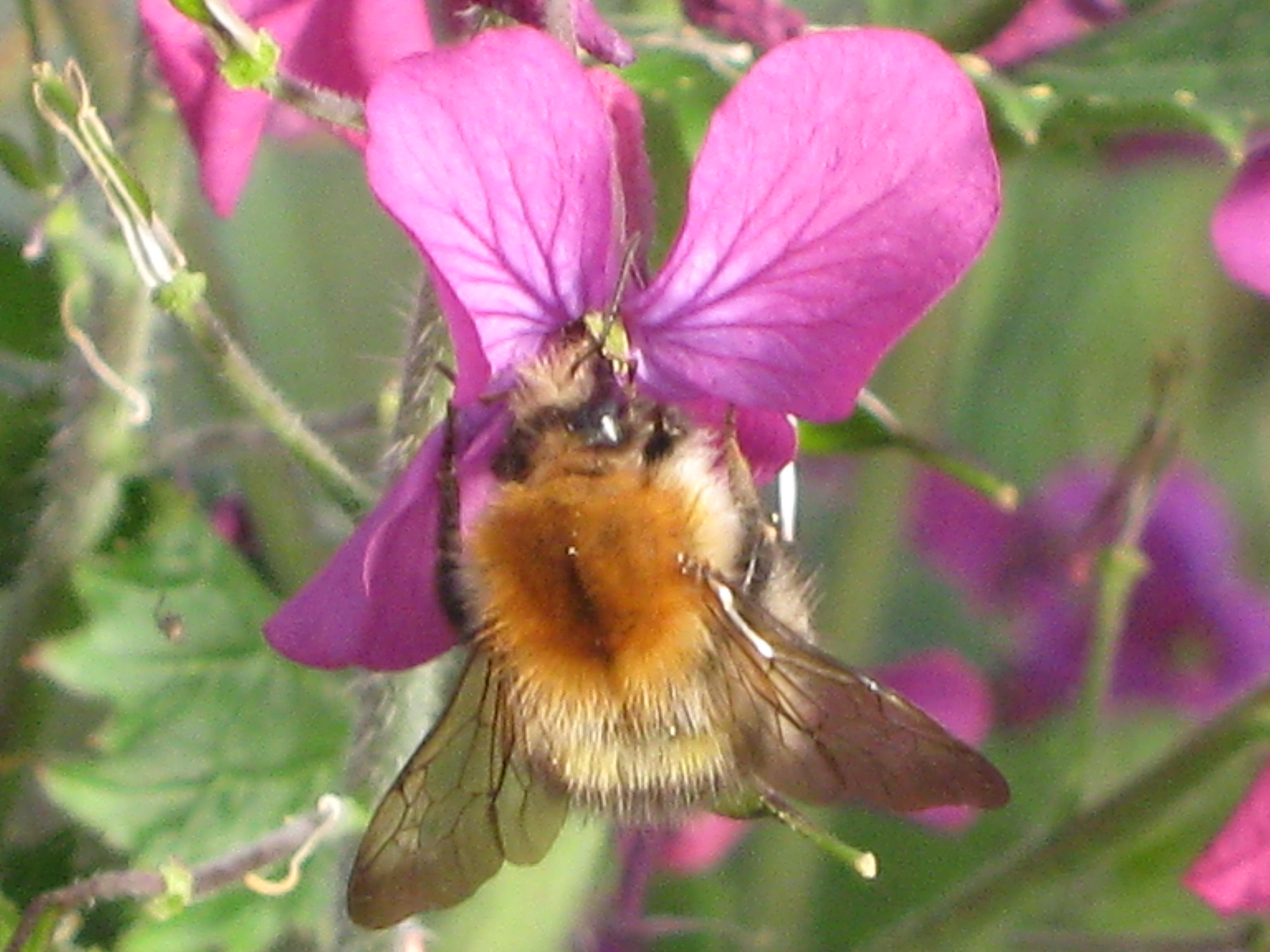 Bee on Lunaria flower at Bealtaine Cottage