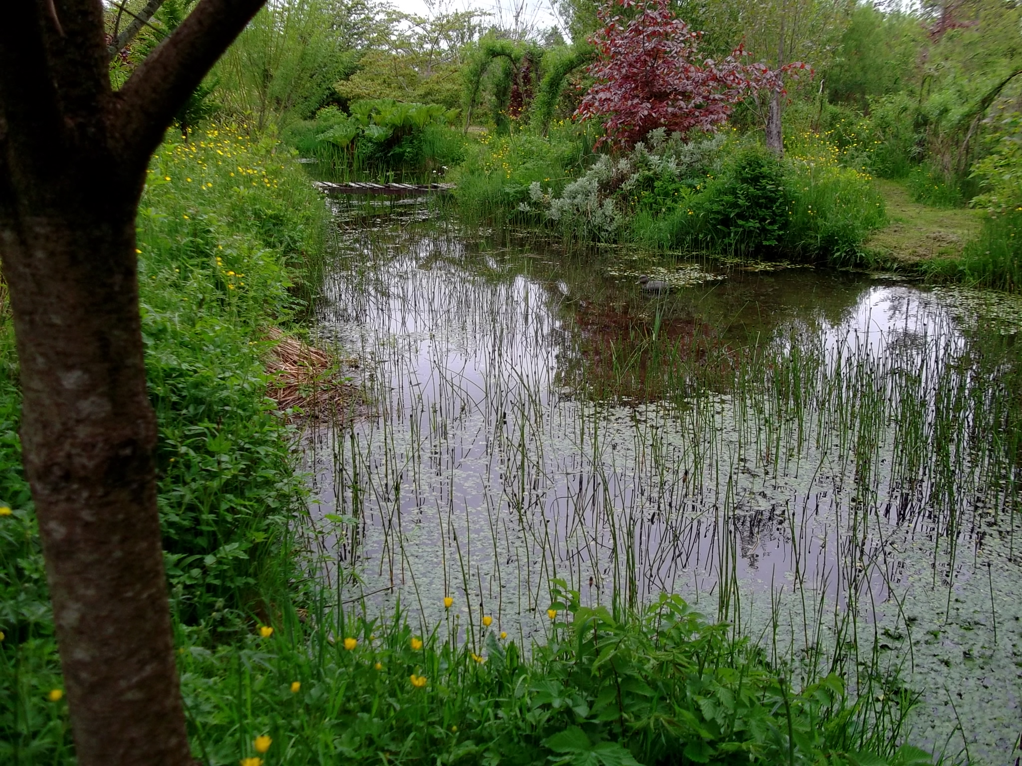 Pond in May at Bealtaine Cottage