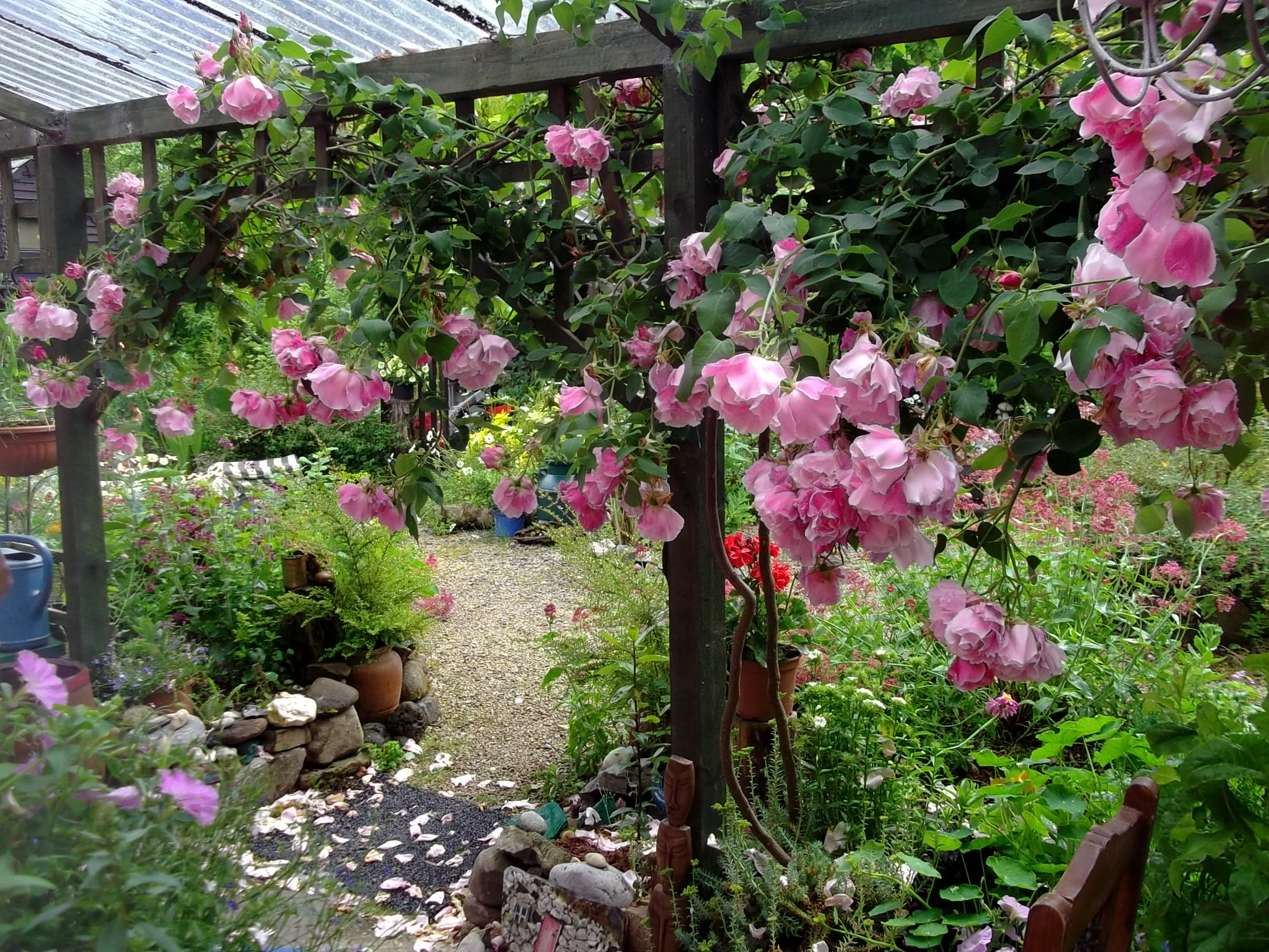 Roses on veranda at bealtaine cottage today