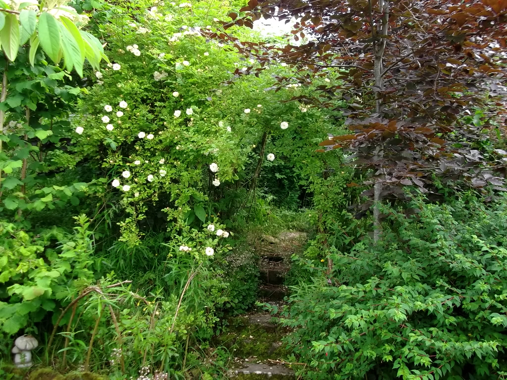 Roses lead the way to the new orchard