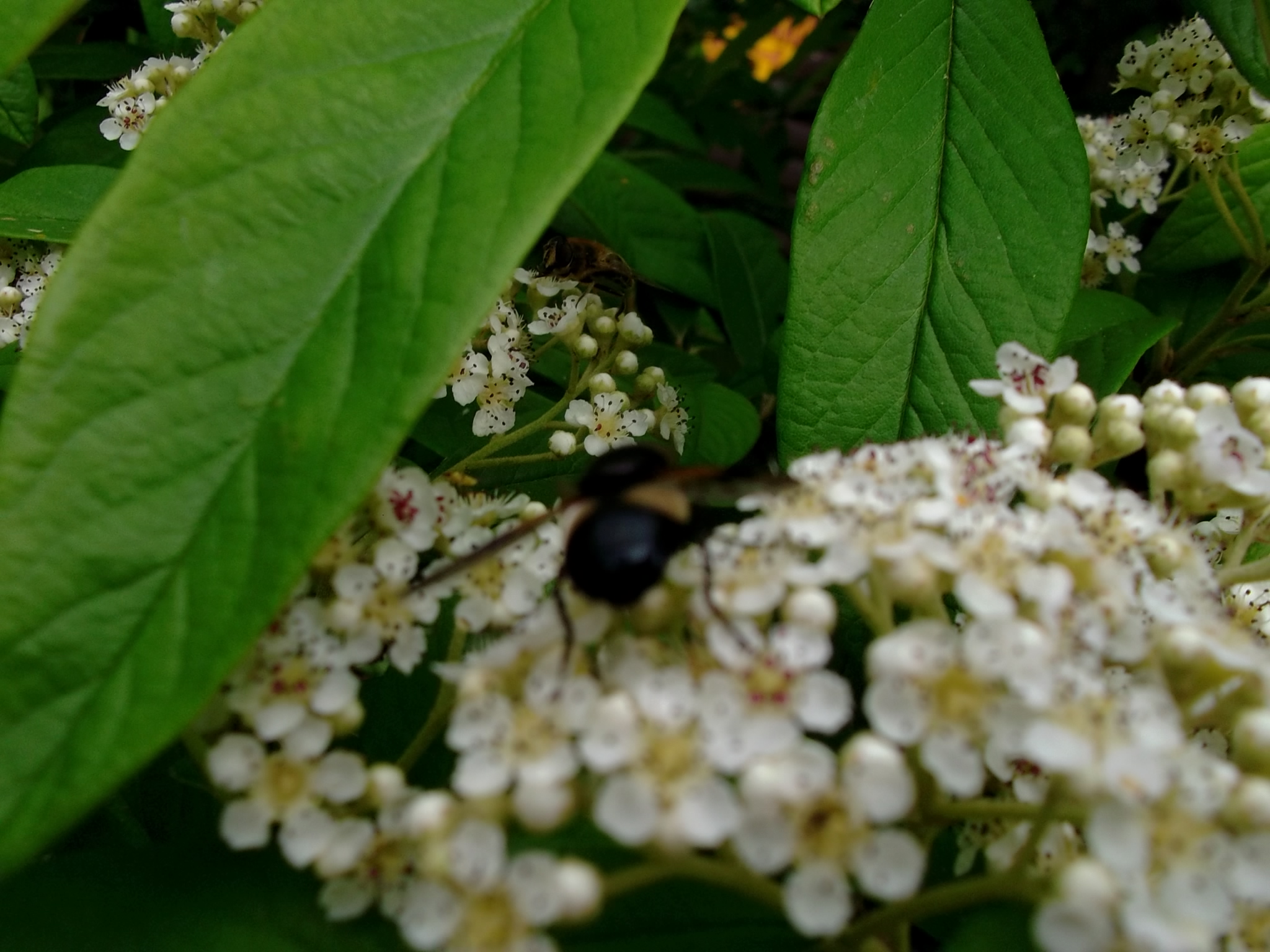 Bee with a black bum