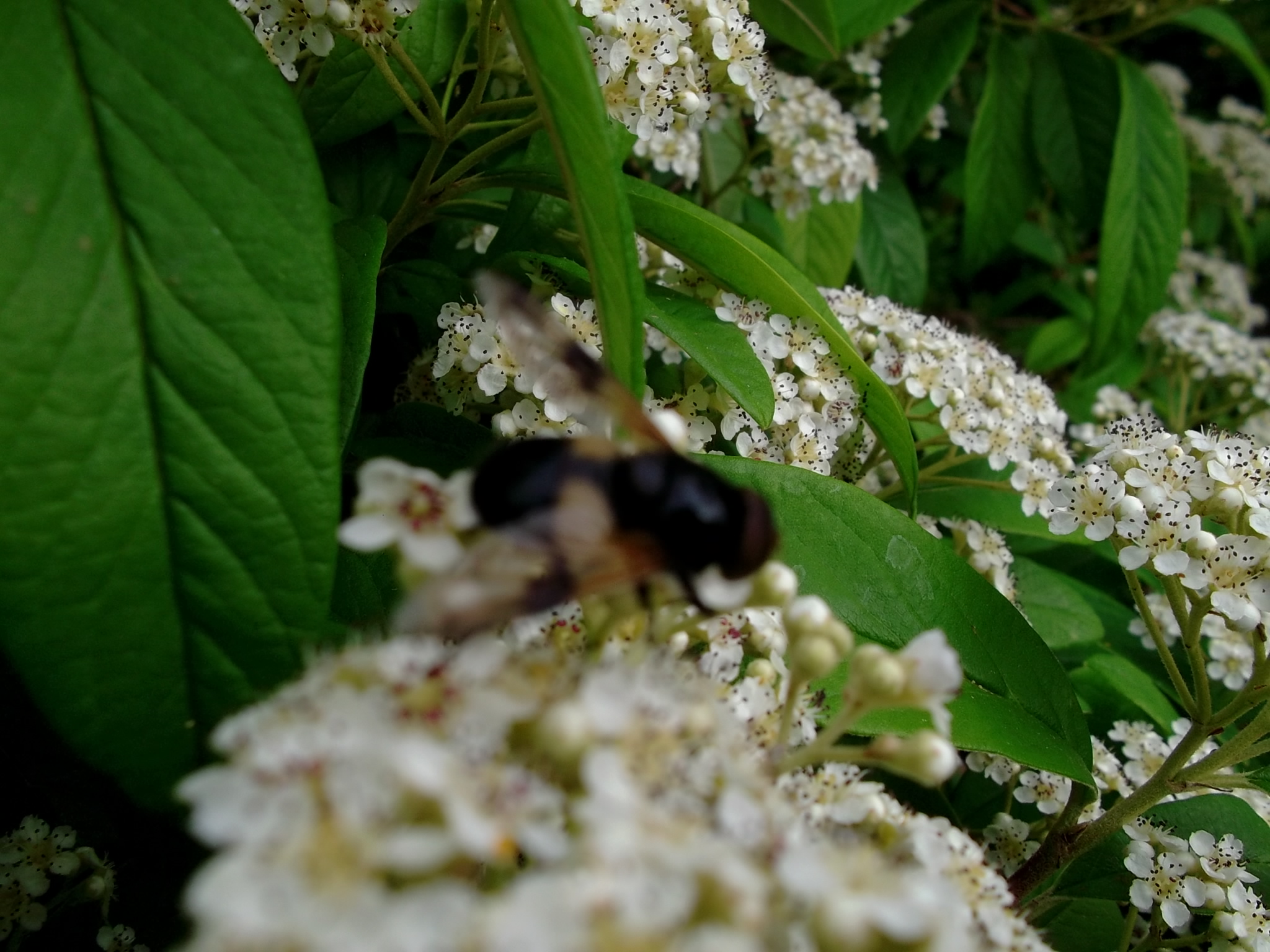 Black bee
