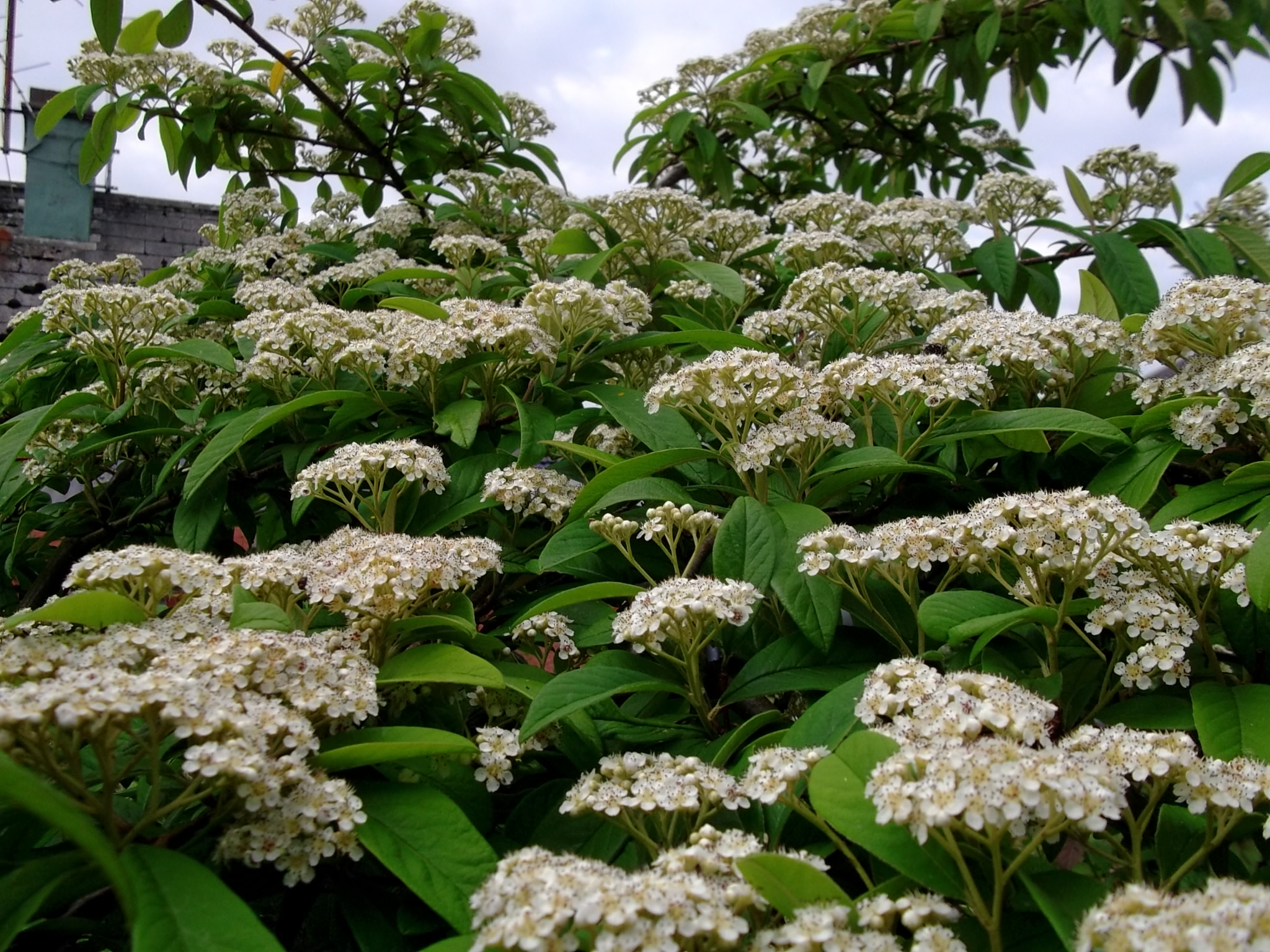 cotoneaster in full bloom at Bealtaine Cottage