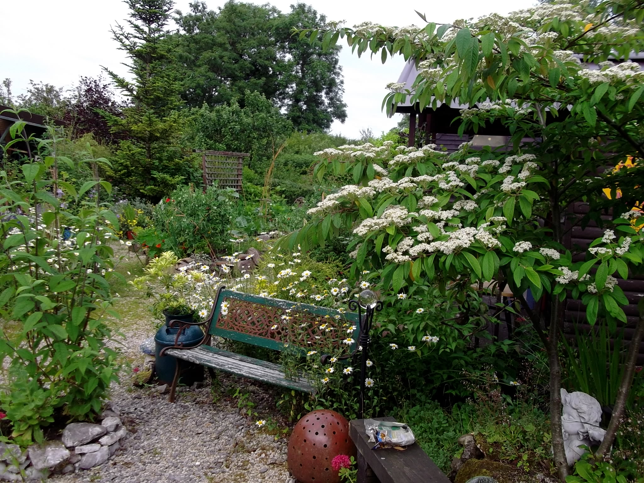 Cotoneaster and Dog daisies