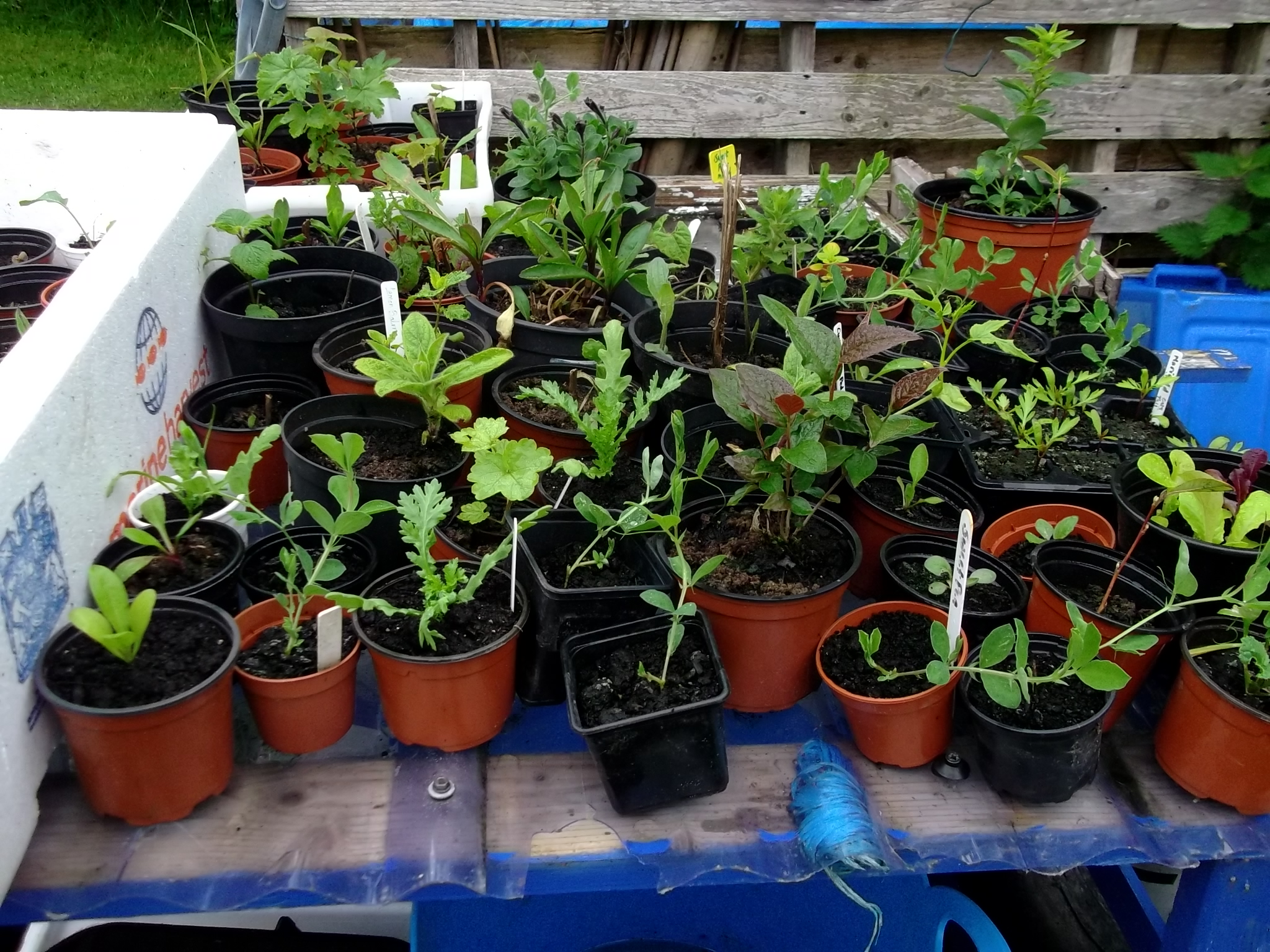 Grow From Cuttings Bealtaine Cottage Ireland